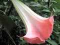 Blooming Brugmansia versicolor, also known as angelÃ¢â¬â¢s trumpets